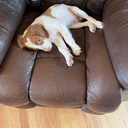 Brittany Puppies from Masterpiece Brittanys