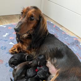 Kylie - Black and tan female Dachshund puppy in Danbury, New Hampshire from Maplewood Mountain Farm