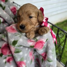 Aussiedoodle Puppies from Louisville Doodles