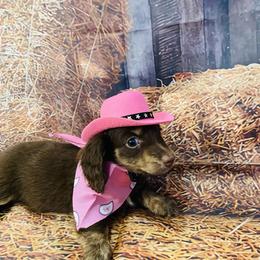 Zahara AKC - Chocolate and tan female Dachshund puppy in Magnolia, Texas from Carrie’s Countryside Dachshunds