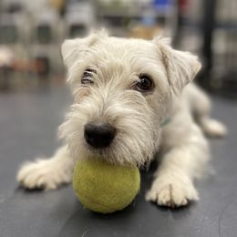 Ryanne - Jack Russell Terrier