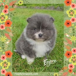 Eeyore - AKC - Blue male Pomeranian puppy in Eatonville, Washington from Foxy Forest Poms