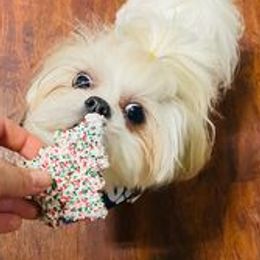 Shih Tzus from Samantha's Shih Tzus