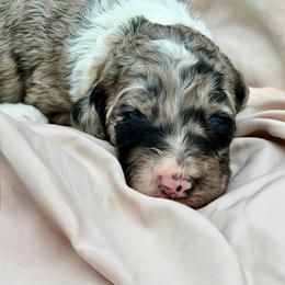 Katie - Blue merle female Sheepadoodle puppy in Willacoochee, Georgia from Kitandkboodle's Doodles