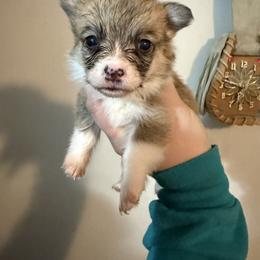 Nala girl - Red female Pembroke Welsh Corgi puppy in White Sulfur Springs, Montana from Montana Shorties