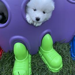 Samoyed Puppies from Debra Ellis-Majcen