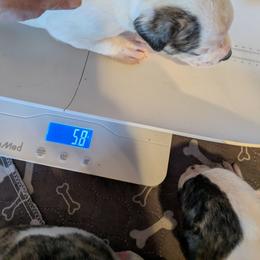 Girl 4 - White and black female American Bulldog puppy in La Porte, Indiana from Slayton's American Bulldogs