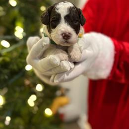 Tigger - Parti male Goldendoodle puppy in Camden, North Carolina from Oopsie Doodles of NC