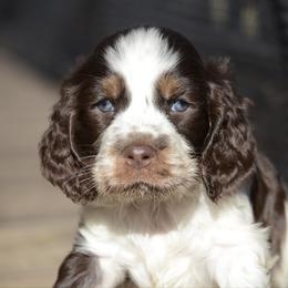 Sarge - Liver white and tan male English Springer Spaniel puppy in Central, South Carolina from SarMel