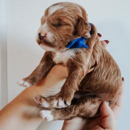 Blue - M - Red  male Goldendoodle puppy in Ruthorfordton, North Carolina from Duncan Doodles Goldendoodles