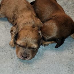 Dachshund Puppies from CLARK'S BREEDING PROGRAM