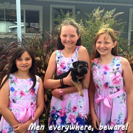 Border Terrier Puppies from Silli's Border Terriers