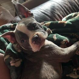 STERLING SILVER - Blue female Boston Terrier puppy in Anderson, South Carolina from Lola’s House of Bostons & Rescue