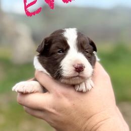 Eve - Red female Border Collie puppy in Sanger, California from Flying M Cactus Ranch Buddies