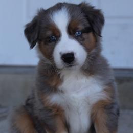 Oak - Blue merle Australian Shepherd puppy in Clinton, Utah from Neon Moon Aussies