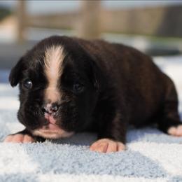 Virgil - Brindle male Boxer puppy in Warsaw, New York from Hillview Kennels