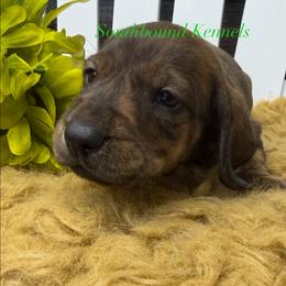 Green - Brindle male Dachshund puppy in Leoma, Tennessee from Southbound Kennel