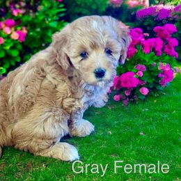 Violet - Red  female Goldendoodle puppy in North Branch, Michigan from Graceful Miniature Goldendoodles