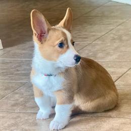 CRUZ - Red female Pembroke Welsh Corgi puppy in Phoenix, Arizona from Anthem AZ Corgis