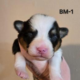 BM-1 - Black and tan male Pembroke Welsh Corgi puppy in Ely, Minnesota from RJ's Corgis