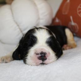 Fir - Black and white male English Springer Spaniel puppy in Lexington, South Carolina from House Tiner Springers