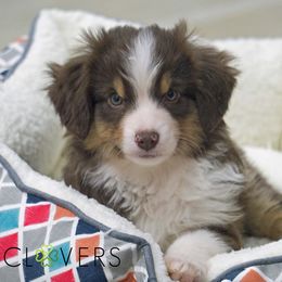 Basset Fauve de Bretagne and Miniature American Shepherd Puppies from 4 Clovers Kennel