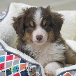 Basset Fauve de Bretagne and Miniature American Shepherd Puppies from 4 Clovers Kennel