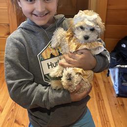 Sugar - Cream female Poodle puppy in Chattanooga, Tennessee from Ross Vegas Kennels