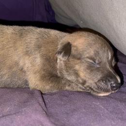 Neutron - Blue brindle male Greyhound puppy in Florida from Running to Stand Still (RTSS)