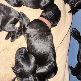 Brown Collar - Black male Giant Schnauzer puppy in La Pine, Oregon from Oregon Giant Schnauzers LLC