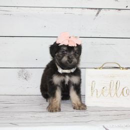 Girl 4 - Black tri-color Aussiedoodle puppy in Riverdale, Utah from La Di Da Doodles