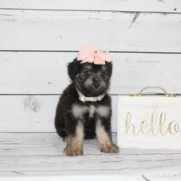 Girl 4 - Black tri-color Aussiedoodle puppy in Riverdale, Utah from La Di Da Doodles