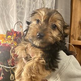 Yorkshire Terrier Puppies from Cutest AKC AZ Yorkies