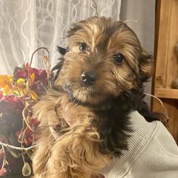 Yorkshire Terrier Puppies from Cutest AKC AZ Yorkies