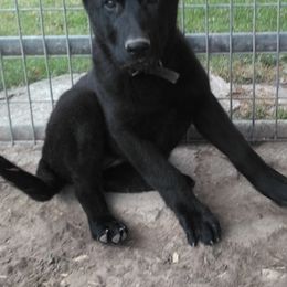 Belgian Malinois and German Shepherds from Boisdarc K9