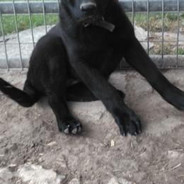 Belgian Malinois and German Shepherds from Boisdarc K9