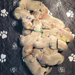 Weimaraner puppies from Desert Rose Weimaraners