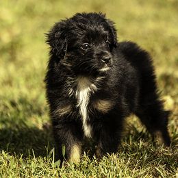 Girl 2 - Black tri female Miniature American Shepherd puppy in Franklinville, North Carolina from Fine Hill Miniature Americans