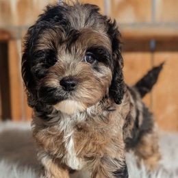Coco - Merle female Cockapoo puppy in Salt Lake City, Utah from Utah Cocker Spaniels