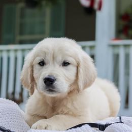 2nd Pick Boy (Mr. Black) - Light golden male Golden Retriever puppy in Albany, Kentucky from Castleton Brooks Goldens