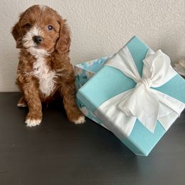 Black boy - Red  male Goldendoodle puppy in Nampa,, Idaho from Clig Doodle Days