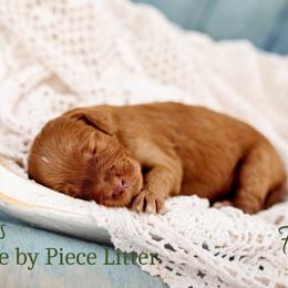 Forge - Red  male Goldendoodle puppy in Athens, Alabama from Brewing Doodles