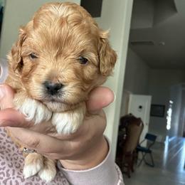 Oscar - Red male Cavapoo puppy in Liberty Hill, Texas from Cuddlebug Cavapoos of Austin
