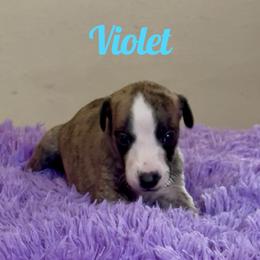 Girl 5 - Fawn brindle female Whippet puppy in Brooksville, Florida from Phasion Whippets Kimberly & Paul Norton Sr.