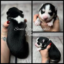 Kenickie - Black and white male Pomsky puppy in Rossville, Georgia from Scenic City Pomskies