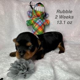 Rubble - Black and tan male Yorkshire Terrier puppy in Ashland, Kentucky from Yorkie Paw