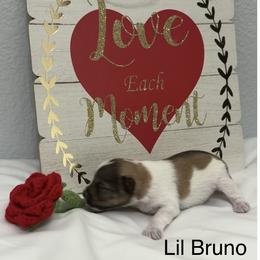 Lil Bruno-Baby boy 3 - Salt and pepper male Miniature Schnauzer puppy in Sacramento, California from Valdez Mini Schnauzers