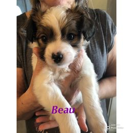 Papillon Puppies from Carrie’s Papillons