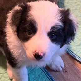 May (new name: Callie) - Black and white female Border Collie puppy in Lebanon, Oregon from Cahill’s Canines