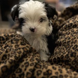 Mimosa - Parti female Yorkshire Terrier puppy in Atlanta, Georgia from Cocktail Puppies